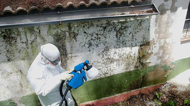 Mold Remediation service in Bellevue, Bellevue, WA